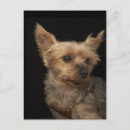 Suche nach sucht postkarten Hund