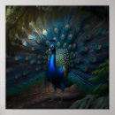 Suche nach schöner pfau poster Blau