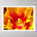 Suche nach blumengrafik poster Tulpendrucke