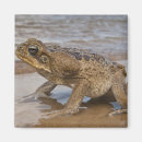 Suche nach kröten magnete Reptil