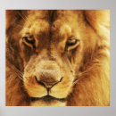 Recherche de visage lion posters Afrique