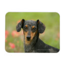 Suche nach haarig magnete Hund