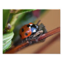 Suche nach ladybug poster Pflanze