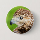 Recherche de faucon badges Rapace