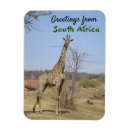 Recherche de afrique sud magnets Safari