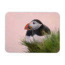 Recherche de macareux atlantique magnets Oiseau