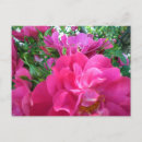 Recherche de belle famille cartes postales Pour eux