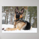 Suche nach hirten poster Deutscher hirte