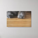 Suche nach tatzen leinwandbilder Horizontal