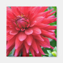 Recherche de dahlia magnets Jardin
