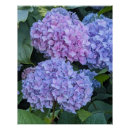 Recherche de hortensias posters Toute personne