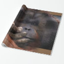 Recherche de orang outan Safari