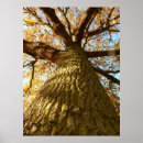 Suche nach oak tree poster Eiche