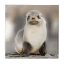 Recherche de bébé phoque carreaux Animaux sauvages