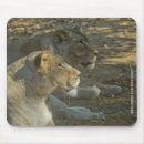 Recherche de roi lion tapis souris Fourrure