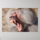 Recherche de babouin posters Homme