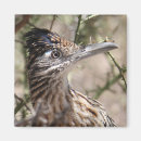 Recherche de roadrunner photographie Désert