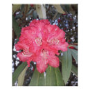 Suche nach rote blumen poster Natur