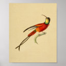 Suche nach kolibris poster Ornithologie