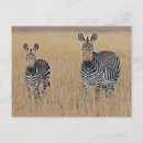 Recherche de savane africaine cartes postales Zèbre