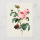 Suche nach botanische illustration postkarten Rose