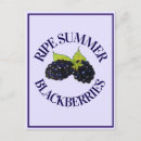 Suche nach lila beeren postkarten Obst