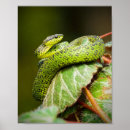 Suche nach viper poster Schlange