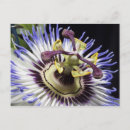 Recherche de passiflore cartes postales Nature