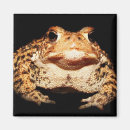 Suche nach kröten magnete Frosch