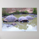 Suche nach schlamm poster Natur