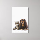 Suche nach hunde und katzen leinwandbilder Niedlich