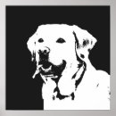 Suche nach goldener labrador poster Goldene retriever