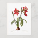 Recherche de amaryllis cartes postales Botanique