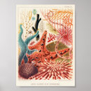 Recherche de écrevisse posters Vintage