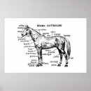 Recherche de anatomie cheval posters Animal