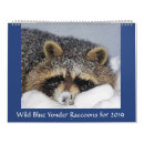 Suche nach raccoon kalender Wild lebende tiere