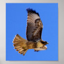 Suche nach falco poster Raubvogel