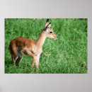 Suche nach impala Fotografie