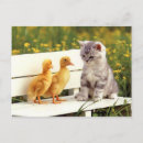 Suche nach ugly postkarten Kätzchen