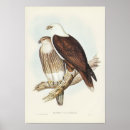 Suche nach white eagle poster Vogel