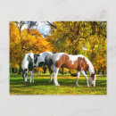 Recherche de pince cartes postales Animaux