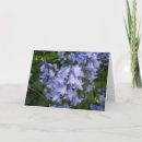 Recherche de jacinthes des bois cartes postales Flore