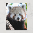 Suche nach roter panda postkarten Pandas