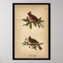 Recherche de oiseau cardinal rouge posters Aviaire