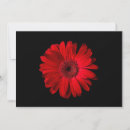 Suche nach roter gerbera karten Rote blume