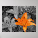 Suche nach orange lilien poster Künstlerisch