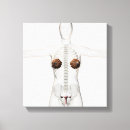 Recherche de vagin posters Corps humain