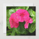 Recherche de macro vœux cartes Rose