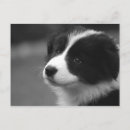 Recherche de de border collie cartes postales Animal