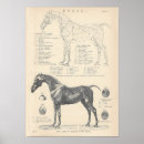 Recherche de anatomie cheval posters Animal